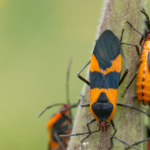 Trovato bug per il protocollo HTTP/2 in HAProxy