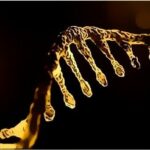 SUSE e Debian: azioni concrete per combattere insieme il coronavirus
