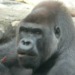 Ubuntu 20.10 si chiamerà ‘Groovy Gorilla