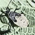 Log4Shell una nuova vulnerabilità